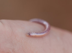 Rhinotyphlops schinzi