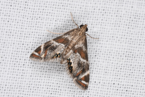 Jalisco Petrophila photo 5