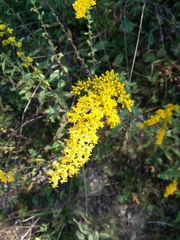 Solidago shortii