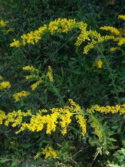 Solidago shortii