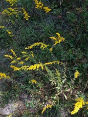 Solidago shortii