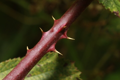 Rubus lindleianus