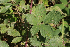 Rubus lindleianus