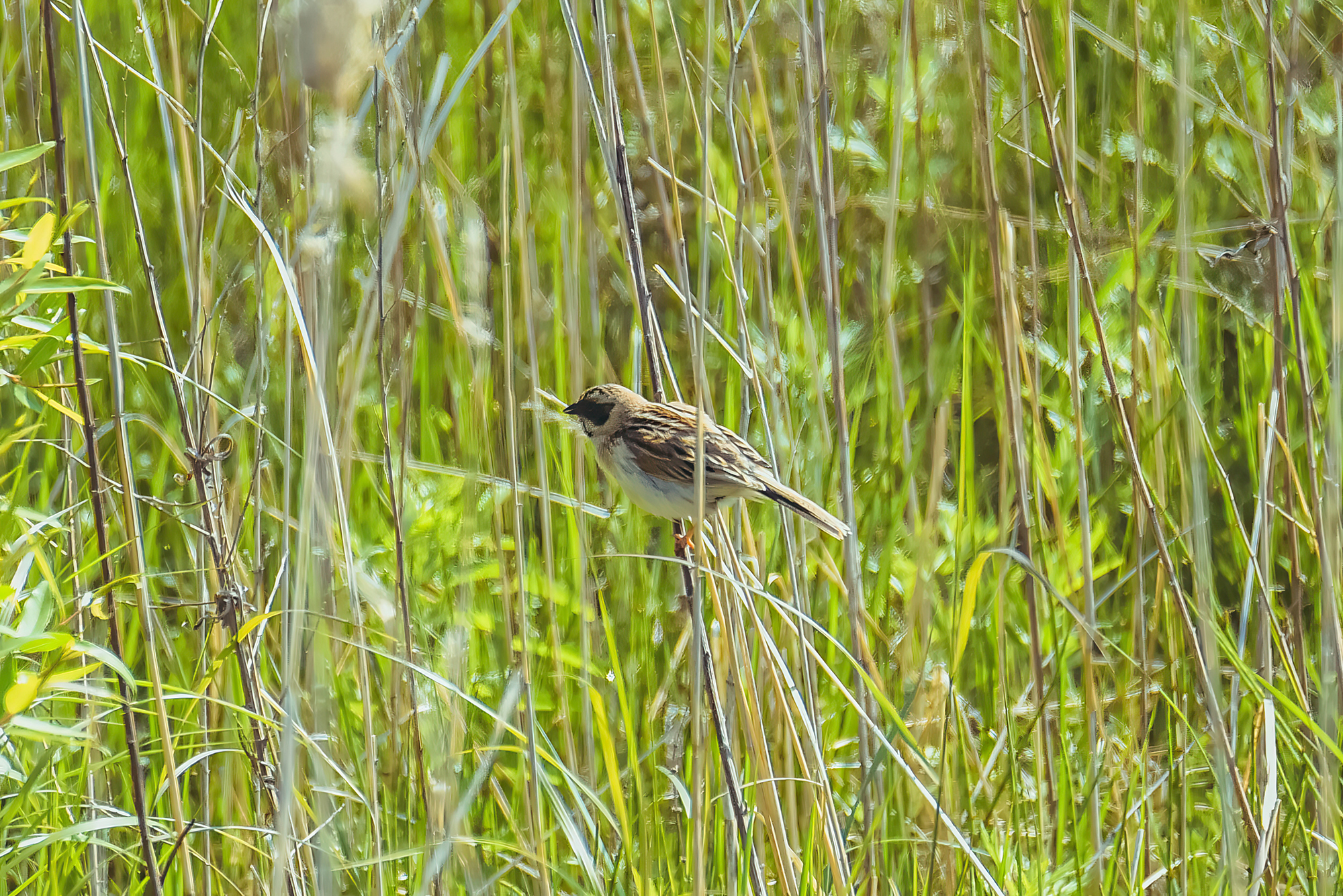 Ochre-rumped Bunting (Emberiza yessoensis), photo 4
