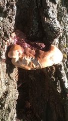 Ganoderma lucidum