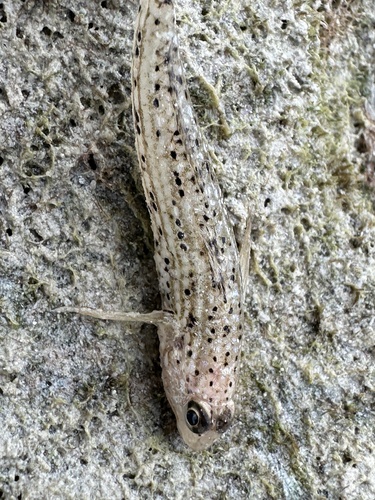 Goldman's goby (Istigobius goldmanni) — Gobiidae — 2
