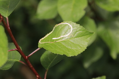 Trnka obecná (Prunus spinosa): původ a využití — fotografie 2