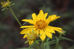 Verbesina longifolia