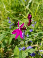 Lobelia × speciosa