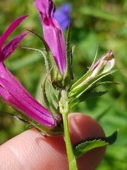 Lobelia × speciosa