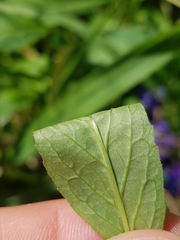 Lobelia × speciosa
