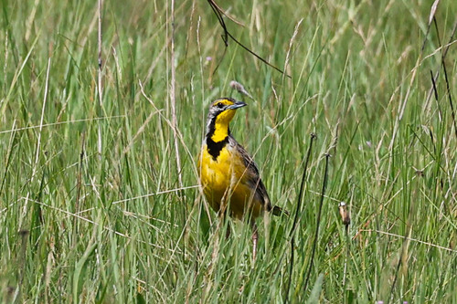 Fülleborn's Longclaw (Macronyx fuelleborni), photo 5