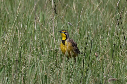 Fülleborn's Longclaw (Macronyx fuelleborni), photo 6