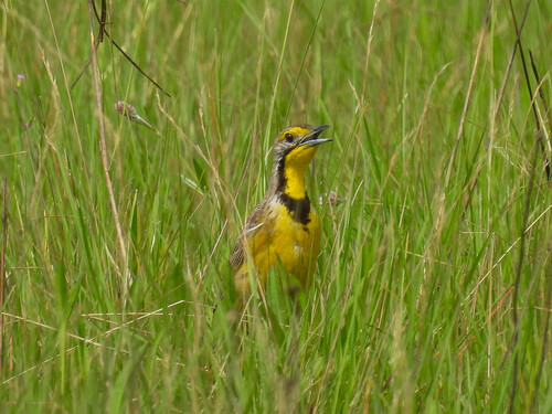 Fülleborn's Longclaw (Macronyx fuelleborni), photo 2