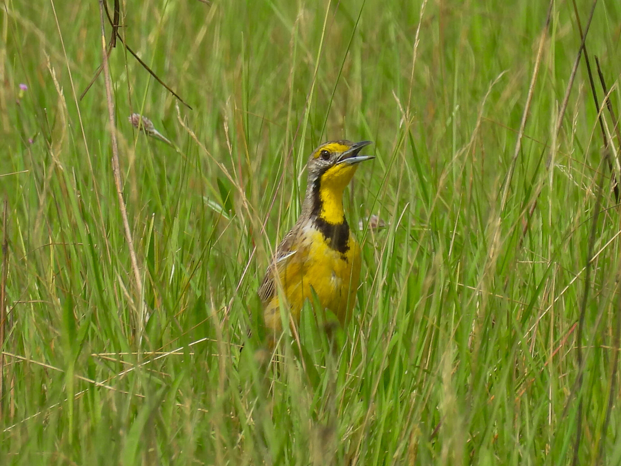 Fülleborn's Longclaw (Macronyx fuelleborni)