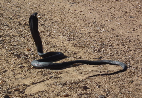 Photo of a Western Barred Spitting Cobra (Naja nigricincta)