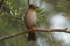 Turdus simillimus