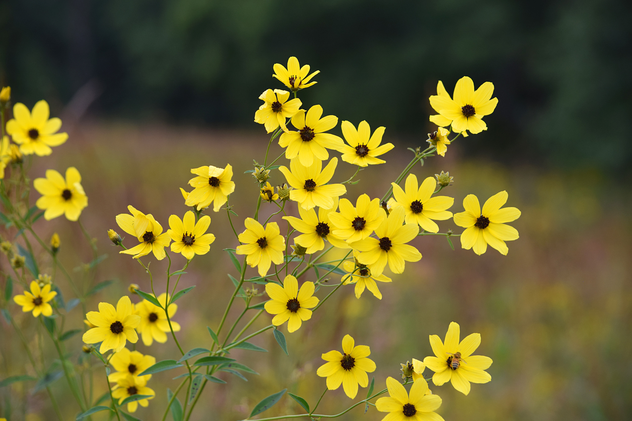 Coreopsis tripteris