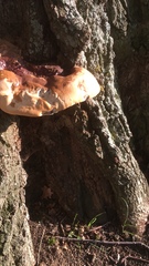 Ganoderma lucidum
