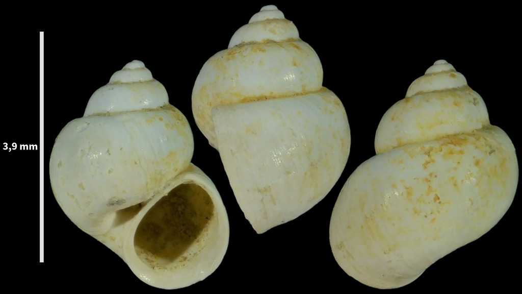 Swollen Spire Snail