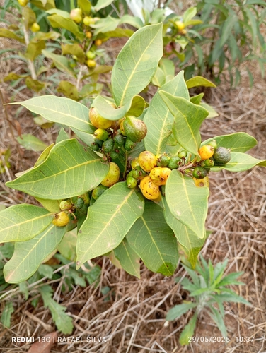 Eugenia bimarginata