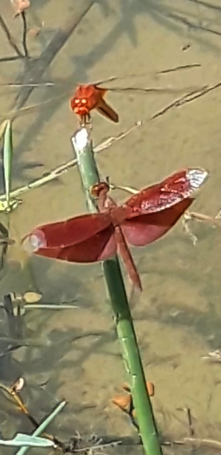 Fulvous Forest Skimmer