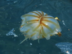 Chrysaora melanaster