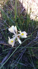 Moraea angusta