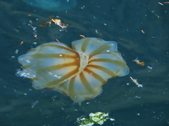 Chrysaora melanaster