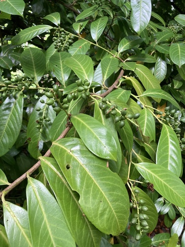 Prunus laurocerasus