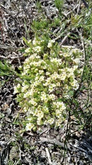 Diosma aspalathoides