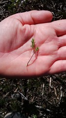Diosma aspalathoides
