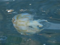 Chrysaora melanaster