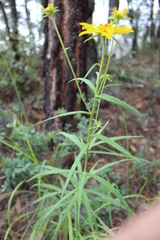 Verbesina longifolia