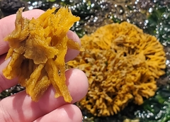 Clathria prolifera