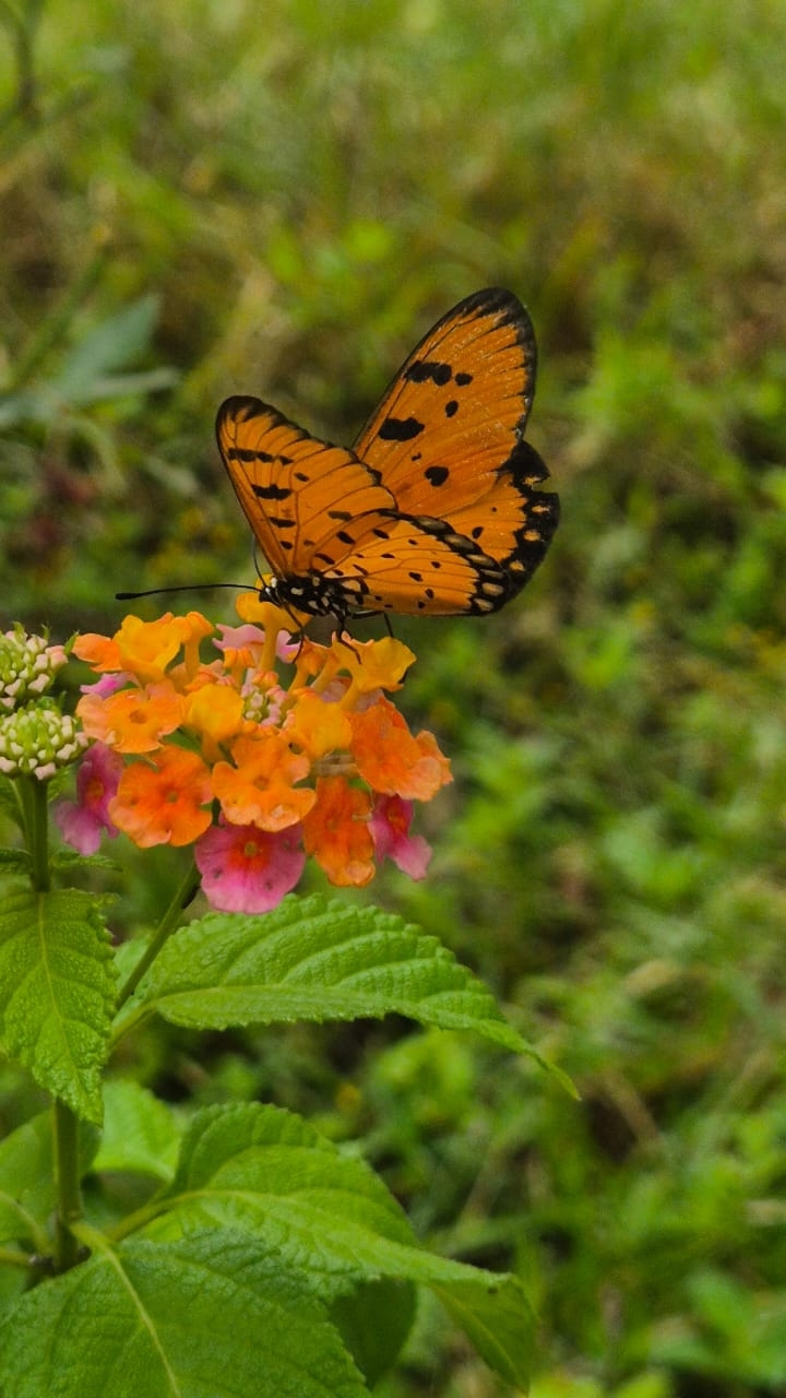 Tawny Coster