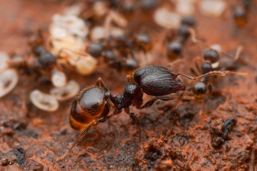 Pheidole anthracinaPheidole anthracina