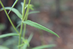 Verbesina longifolia