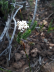 Helichrysum teretifolium