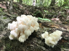 Hericium americanum