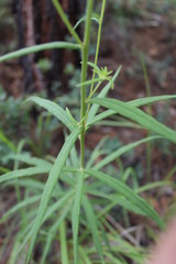 Verbesina longifolia