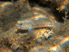 Gobius bucchichi