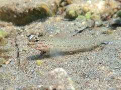 Gobius bucchichi