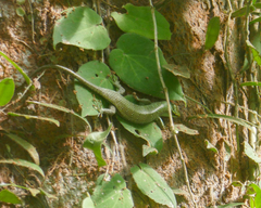Dasia olivacea