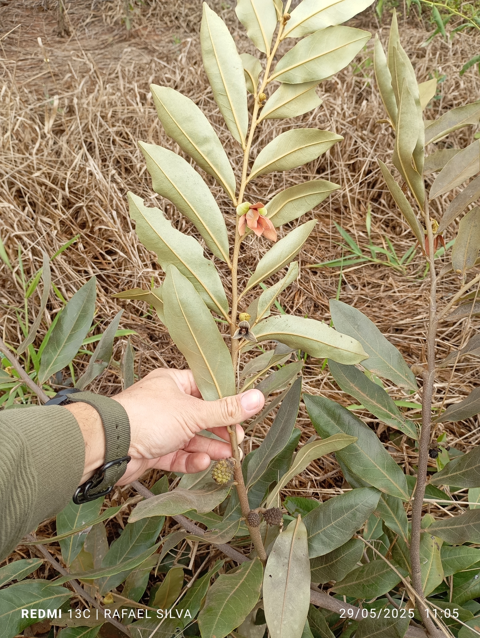 Duguetia furfuracea