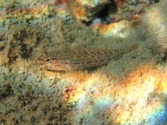 Gobius bucchichi