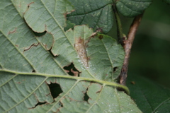 Phyllonorycter nicellii