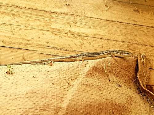 Bridled Skink