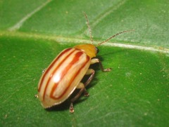 Exora belemea