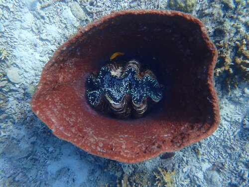 Giant Clam
